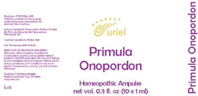 Primula Onopordon Ampule (Primula Onopordon Ampule)